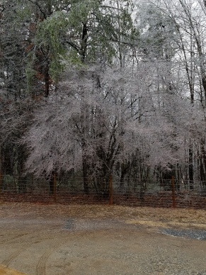 crystal ice on the trees